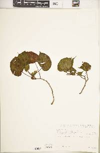 Begonia meyeri-johannis image