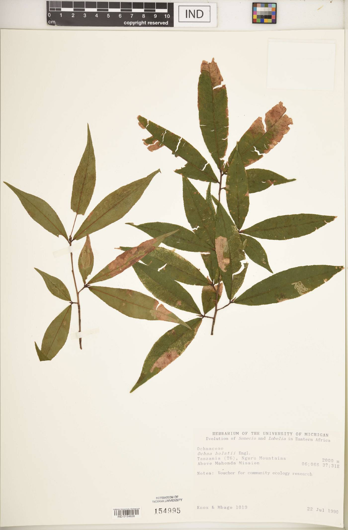 Ochna holstii image