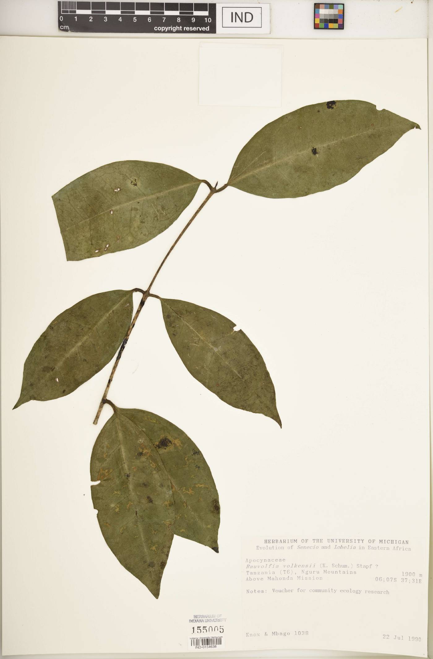 Rauvolfia volkensii image