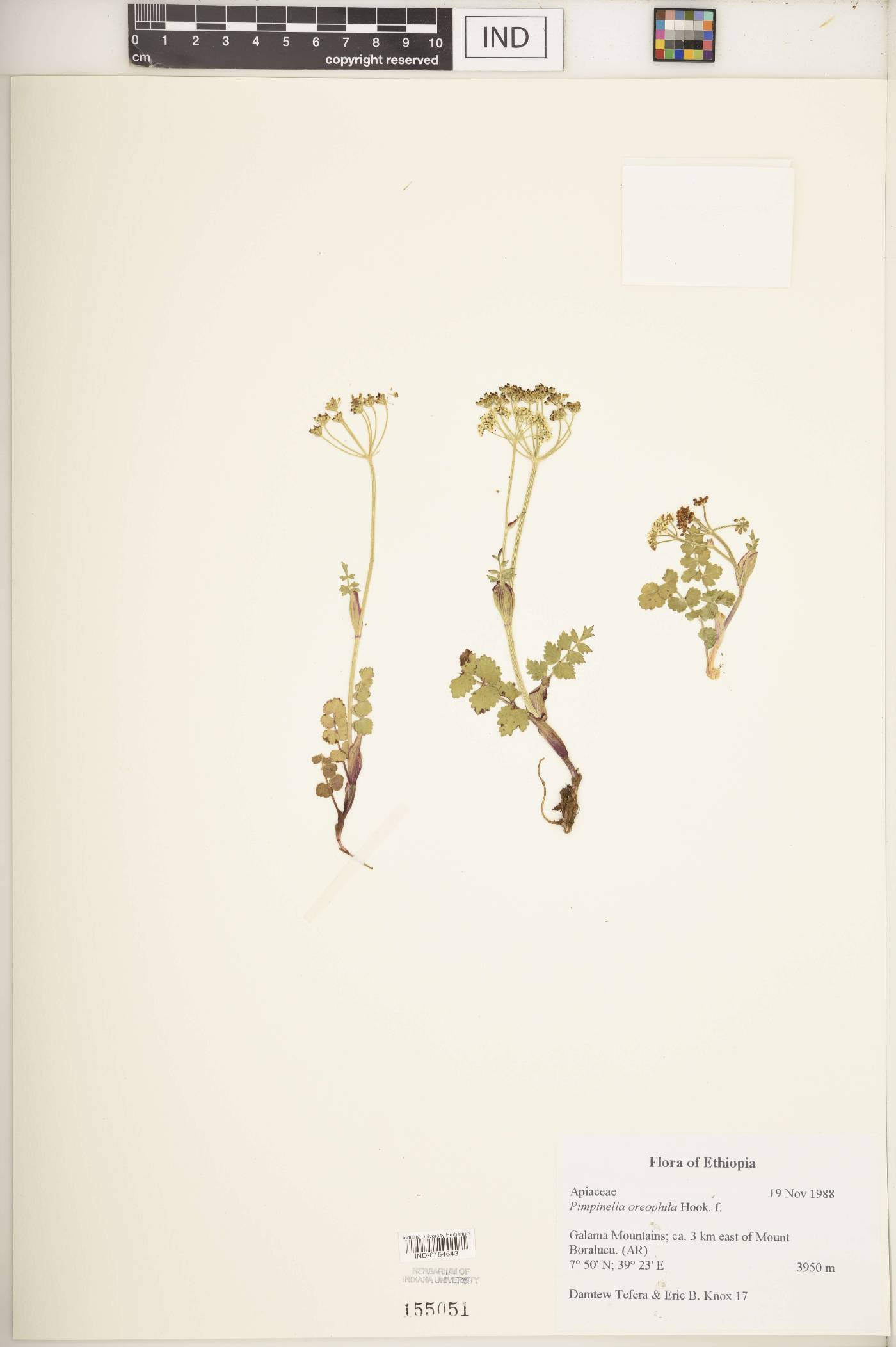 Pimpinella oreophila image