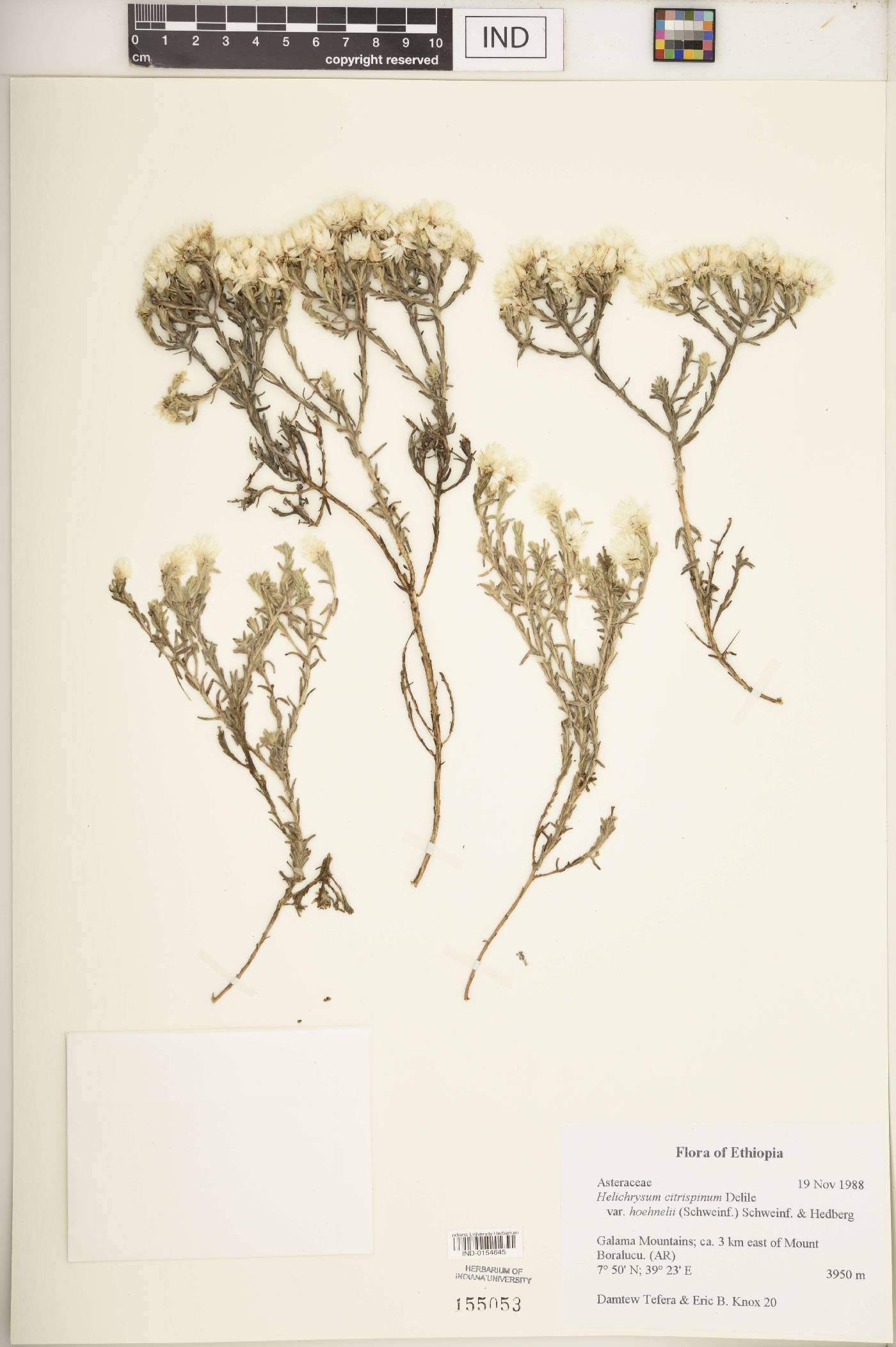 Helichrysum citrispinum var. hoehnelii image