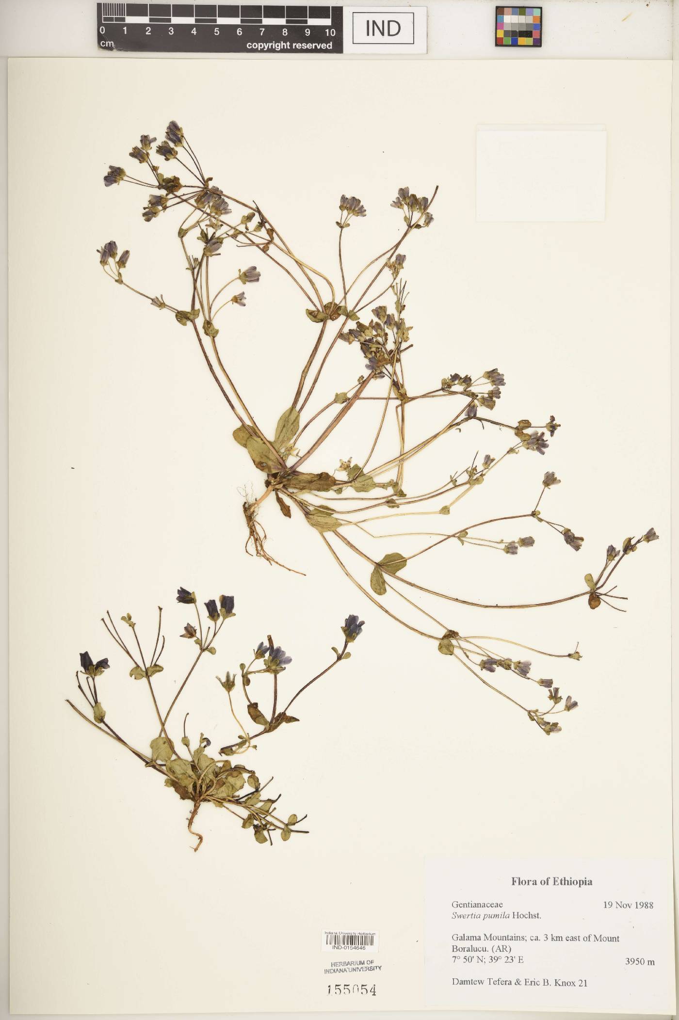 Swertia pumila image