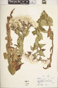 Image of Helichrysum formosissimum