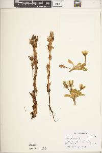 Swertia crassiuscula image
