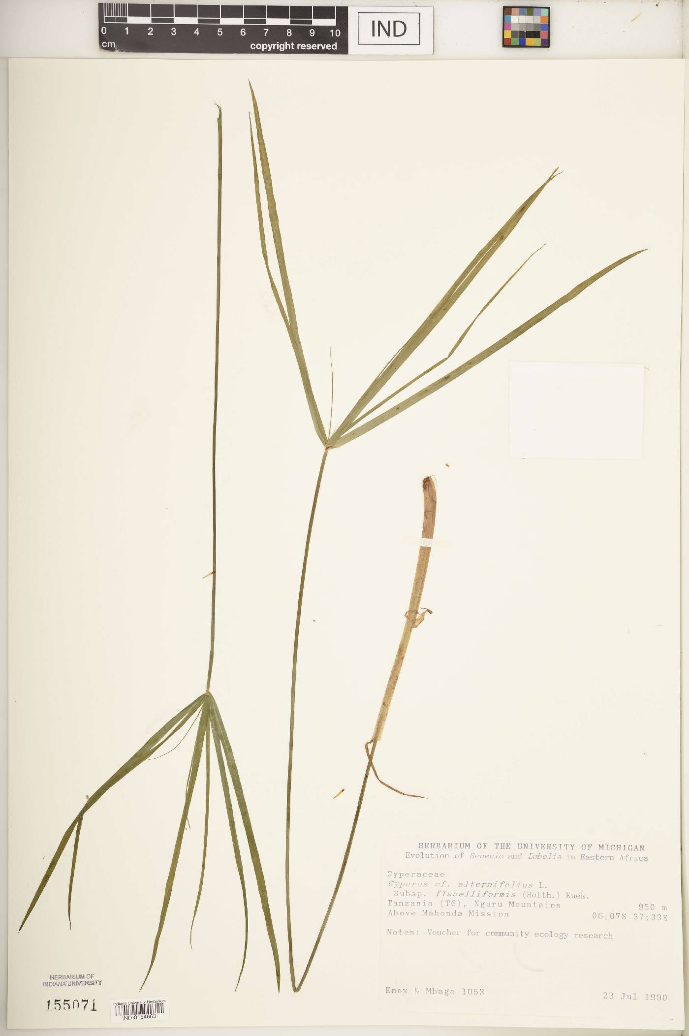 Cyperus alternifolius subsp. flabelliformis image