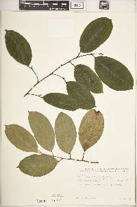 Trilepisium madagascariense image