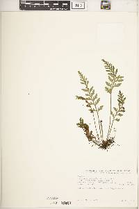 Asplenium theciferum image