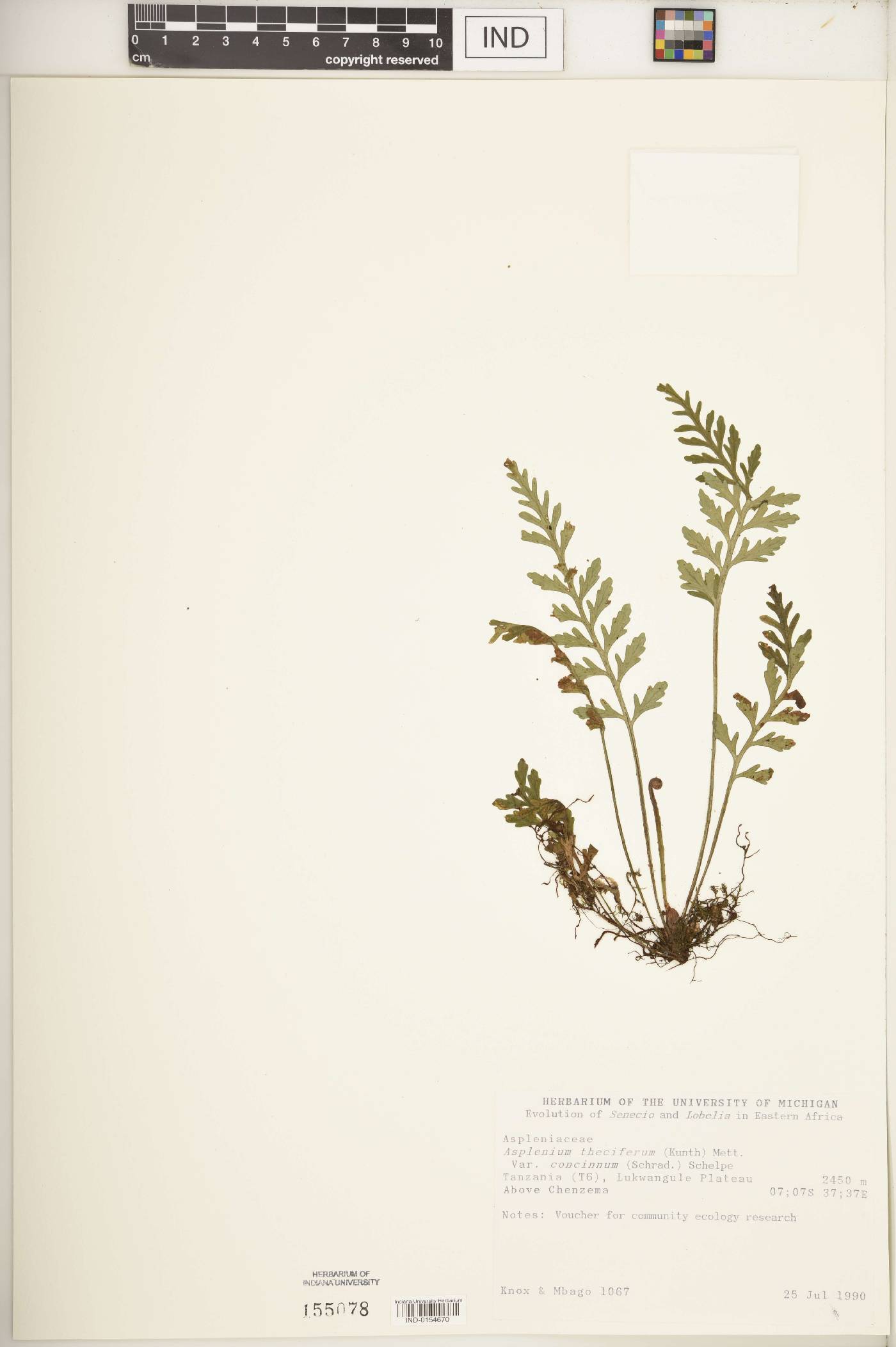 Asplenium theciferum var. concinnum image