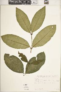 Olea capensis image