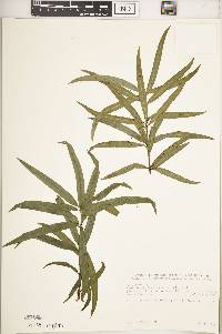 Podocarpus latifolius image