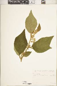 Image of Solanum anguivi