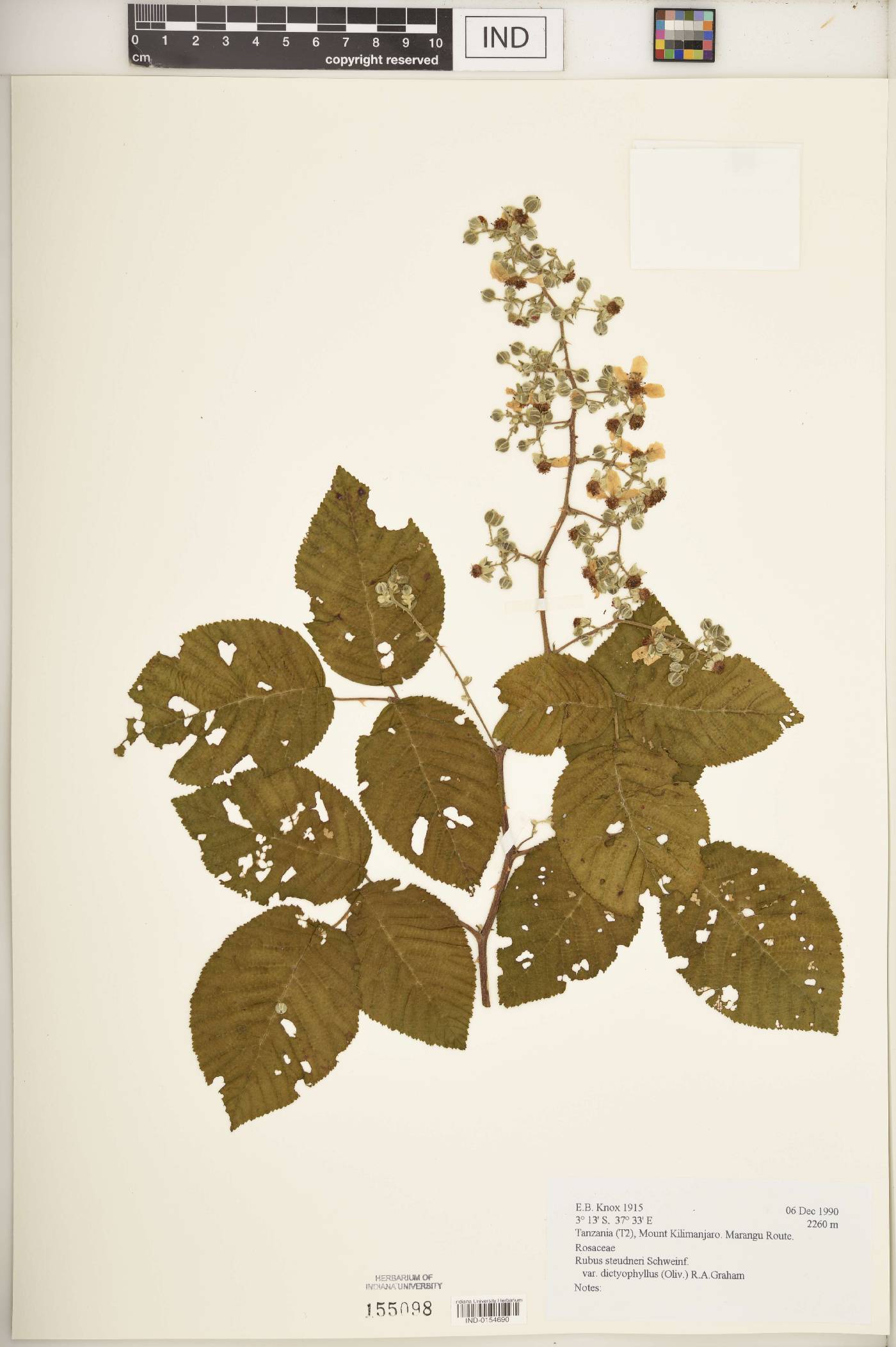 Rubus steudneri var. dictyophyllus image