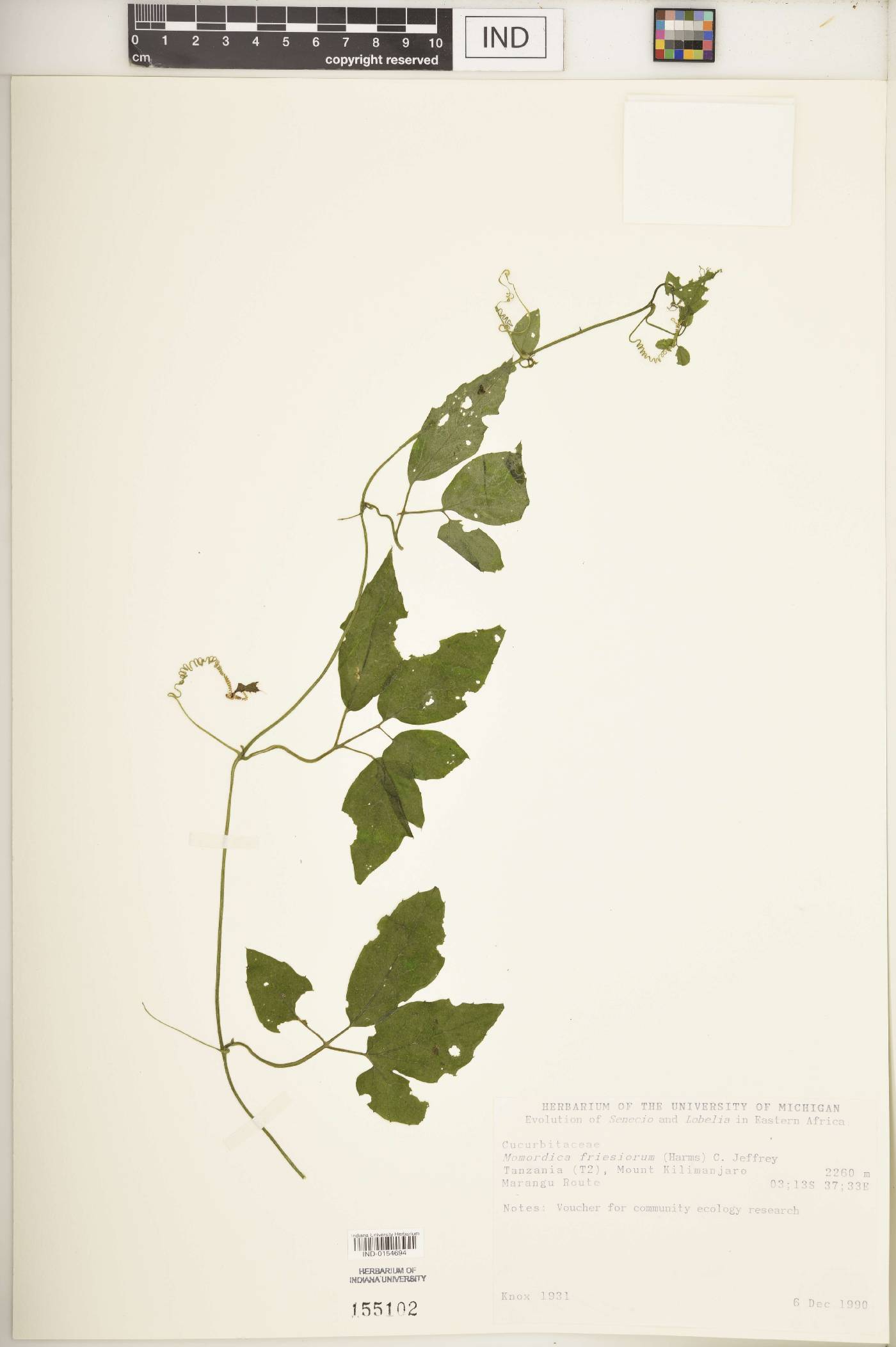 Momordica friesiorum image