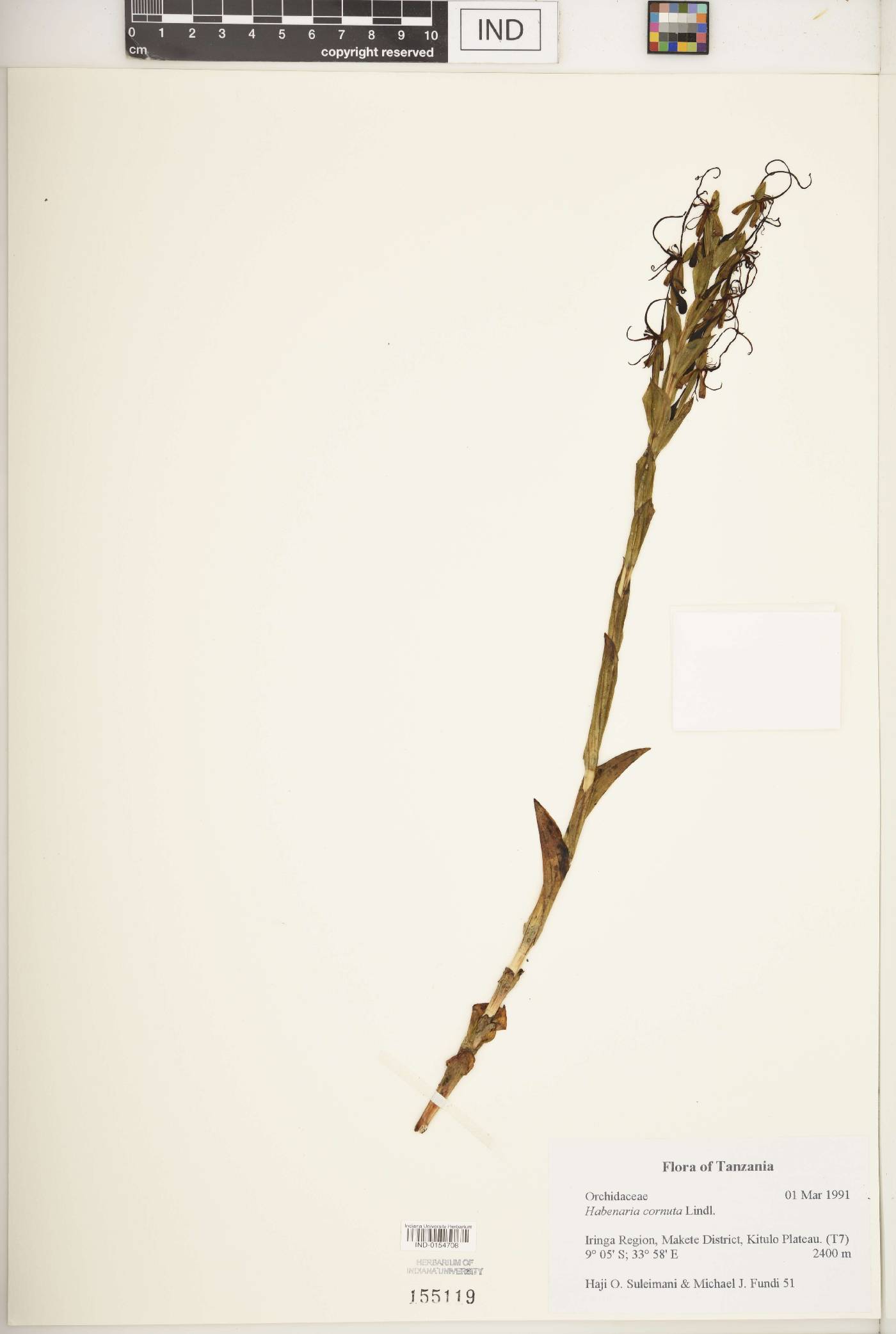 Habenaria cornuta image