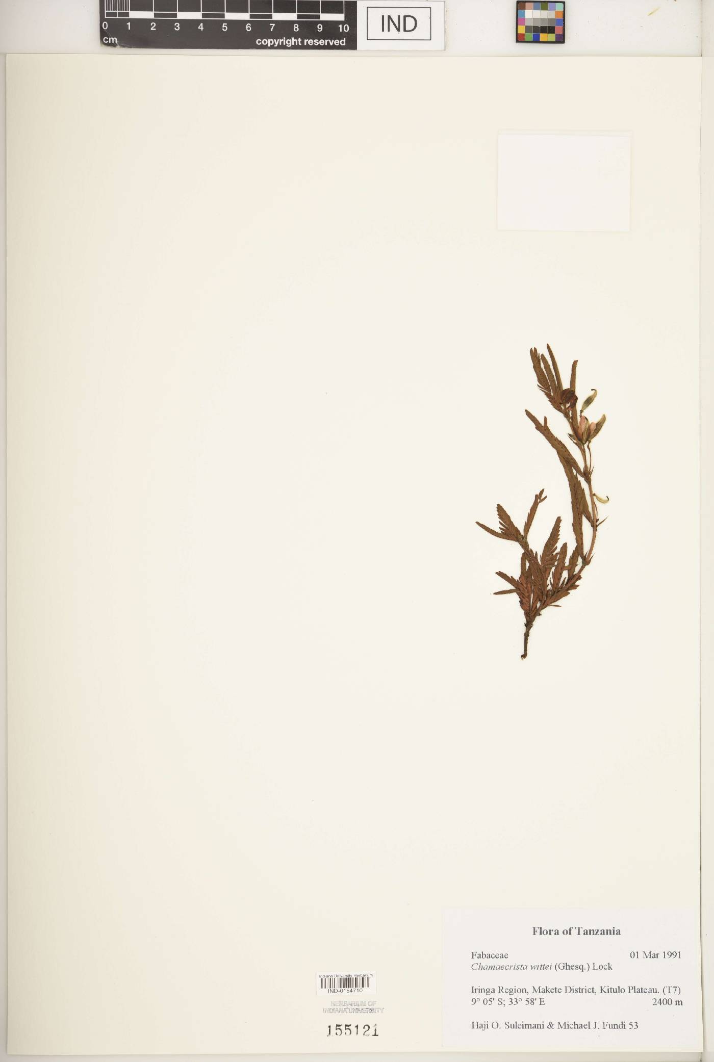 Chamaecrista wittei image