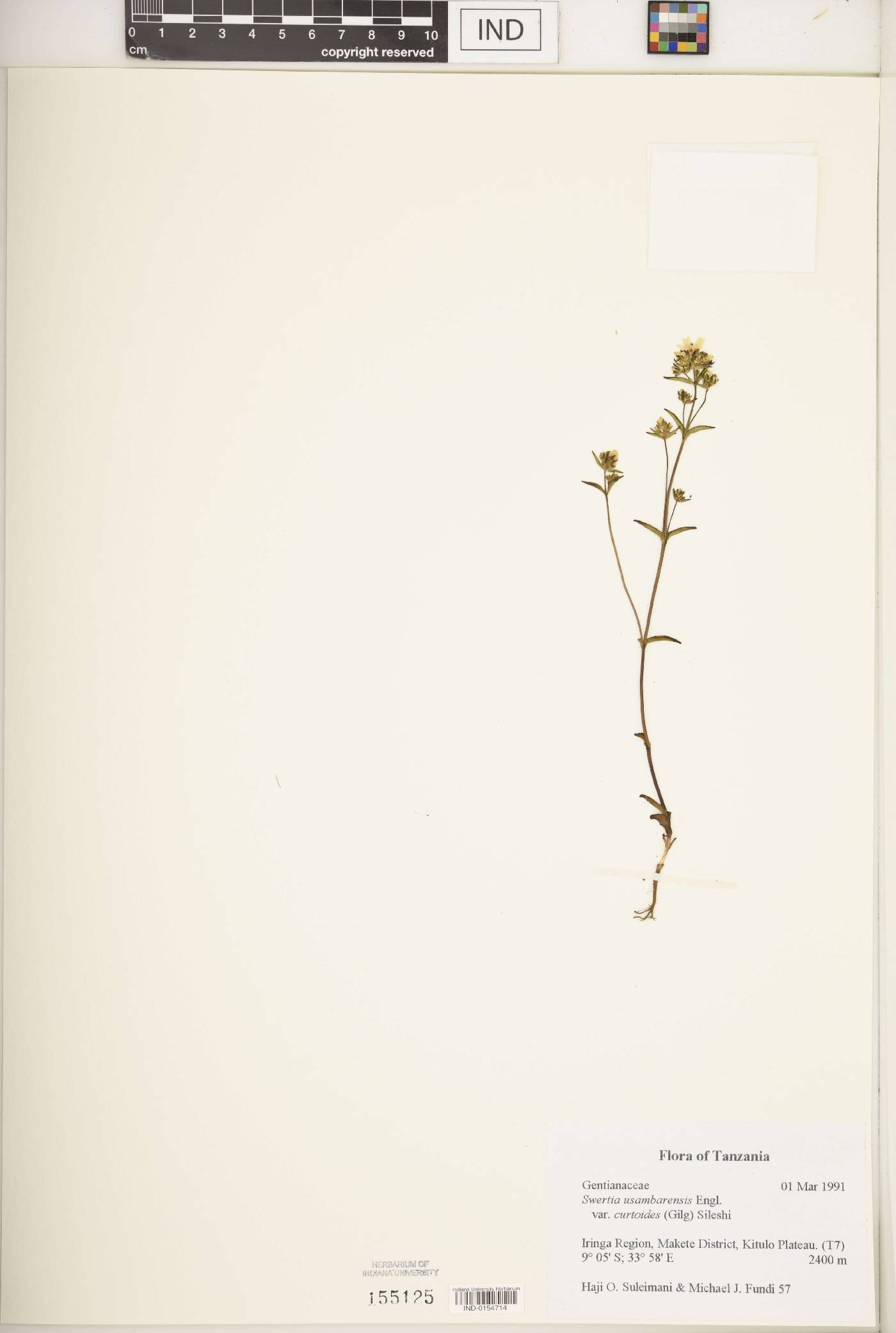 Swertia usambarensis var. curtioides image