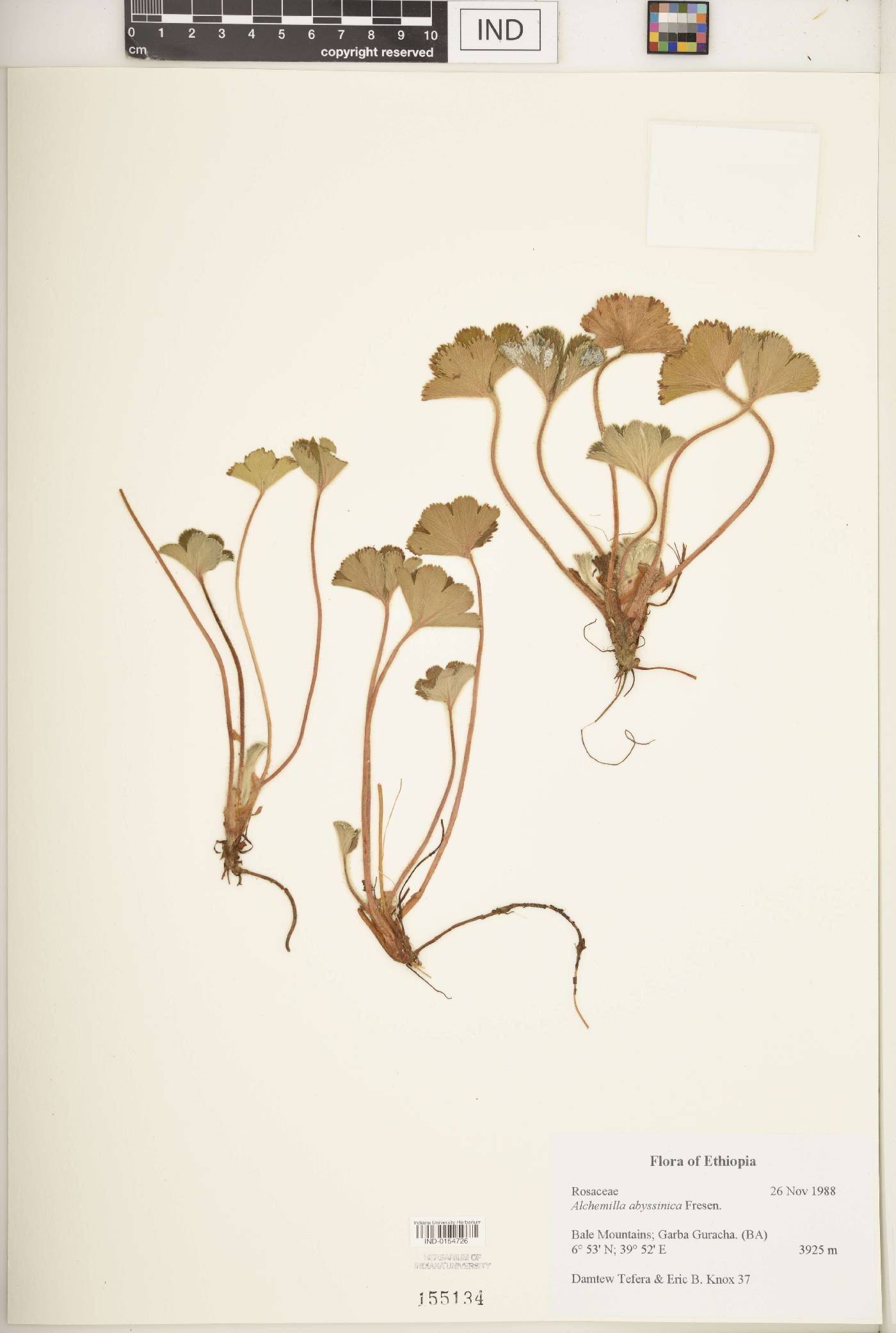 Alchemilla abyssinica image