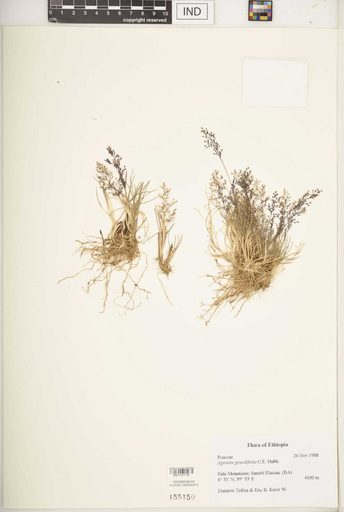 Agrostis gracilifolia image