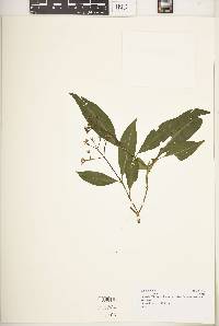 Media resource of Chassalia violacea