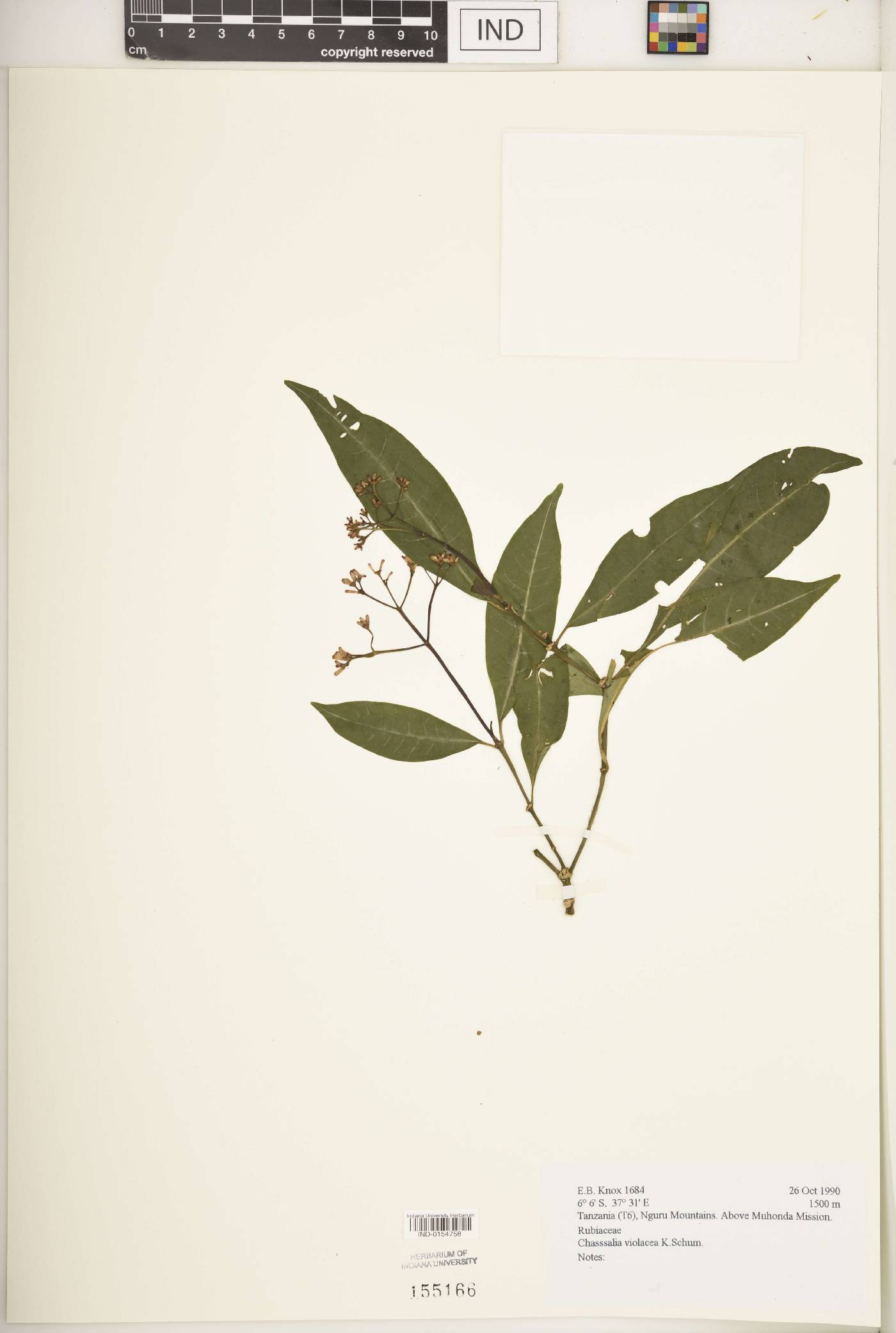 Chassalia violacea image