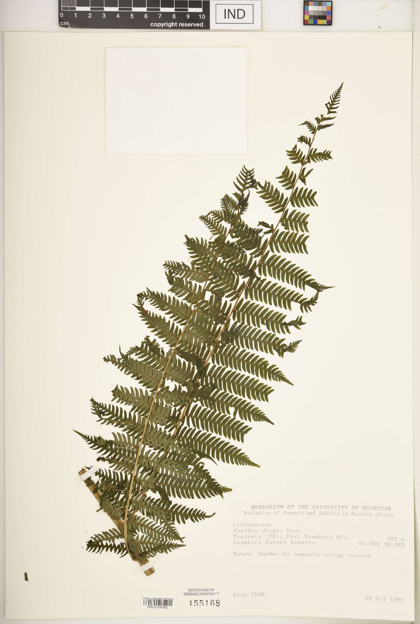 Cyathea dregei image