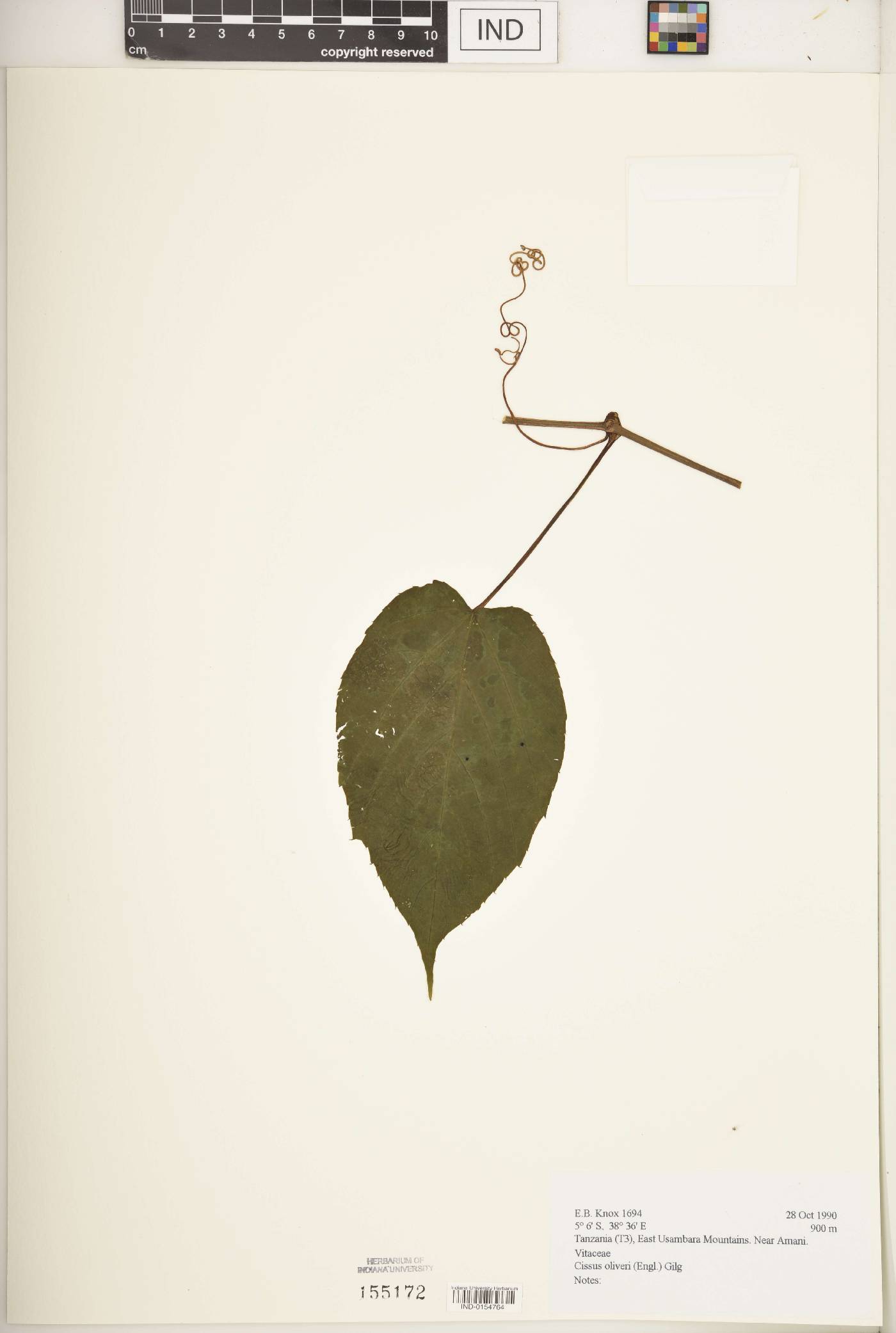 Cissus oliveri image