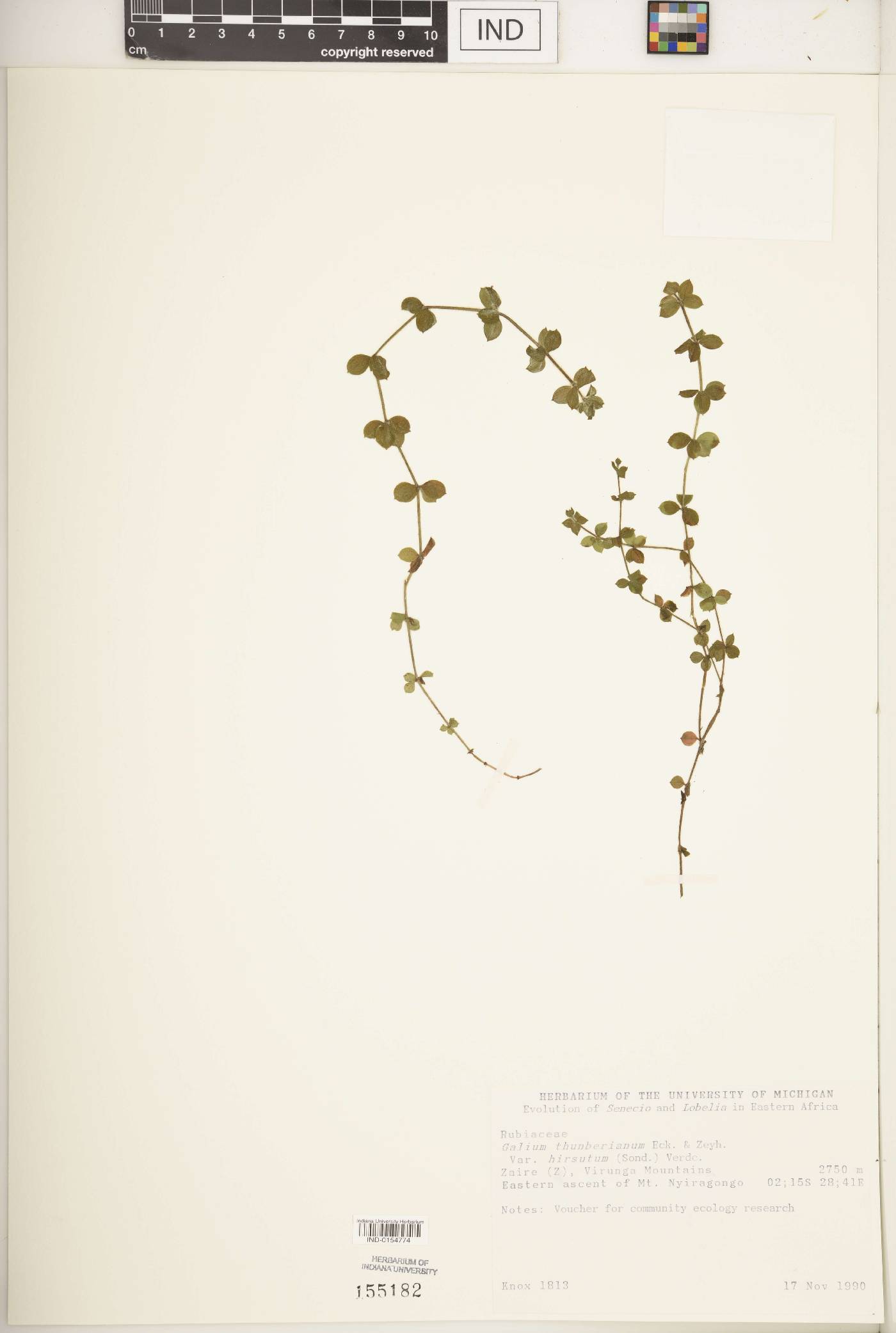 Galium thunbergianum var. hirsutum image