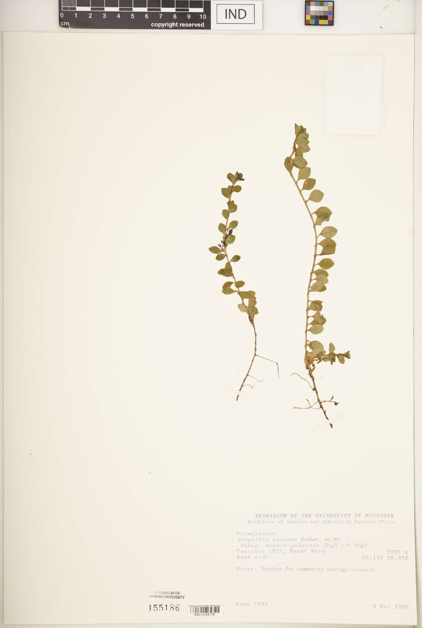 Anagallis serpens subsp. meyeri-johannis image