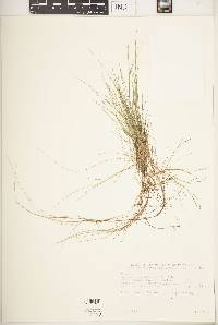 Deschampsia flexuosa image