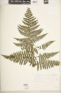 Dryopteris inaequalis image