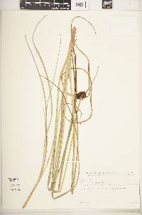 Cyperus kerstenii image