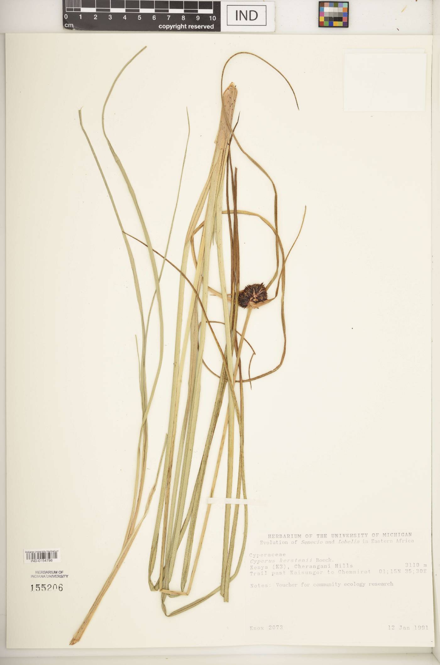 Cyperus kerstenii image