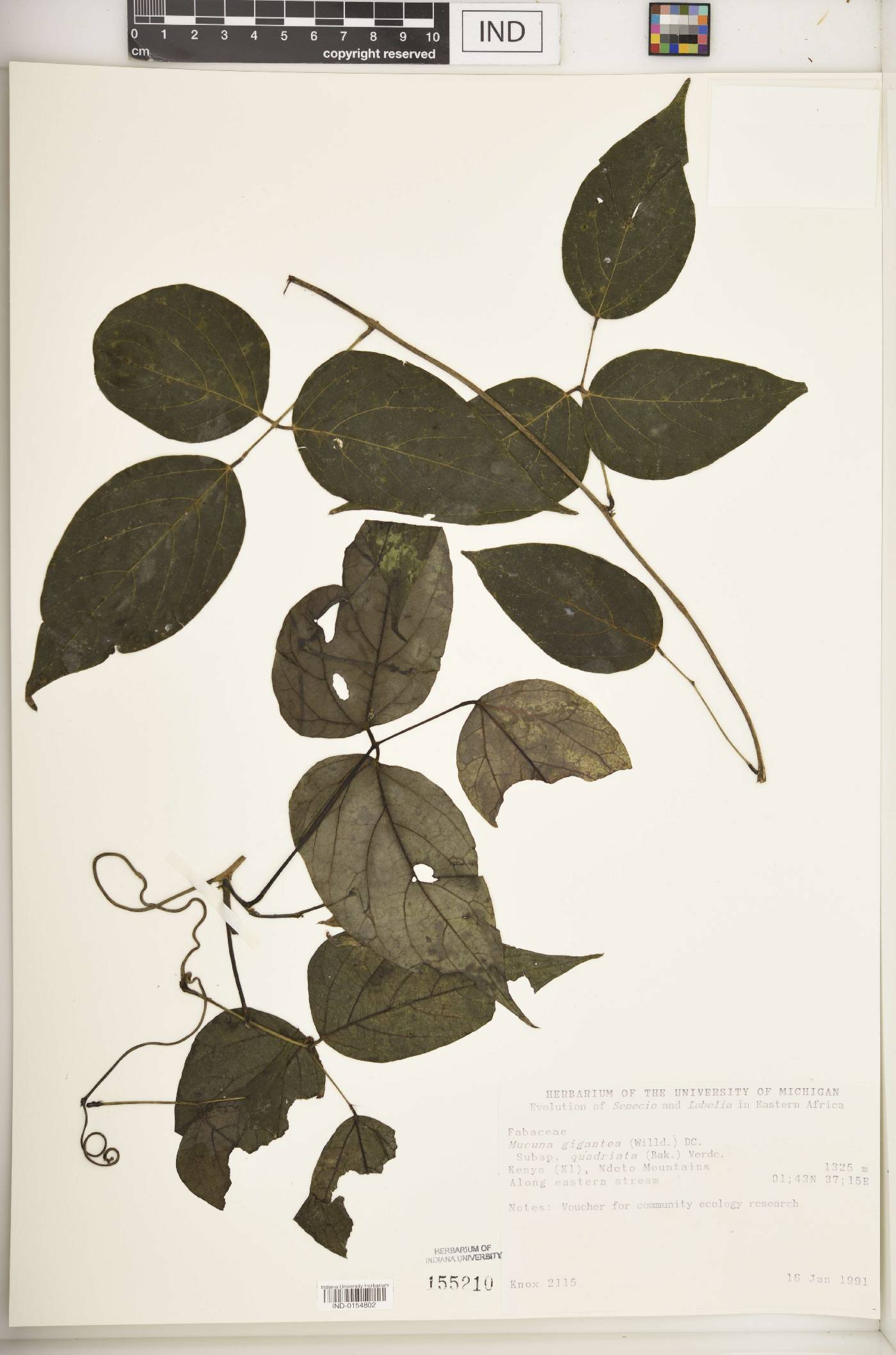 Mucuna gigantea subsp. quadrialata image