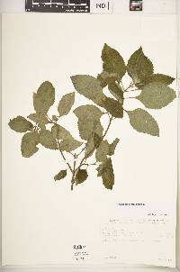 Ocimum gratissimum image