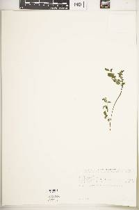 Image of Phyllanthus leucanthus