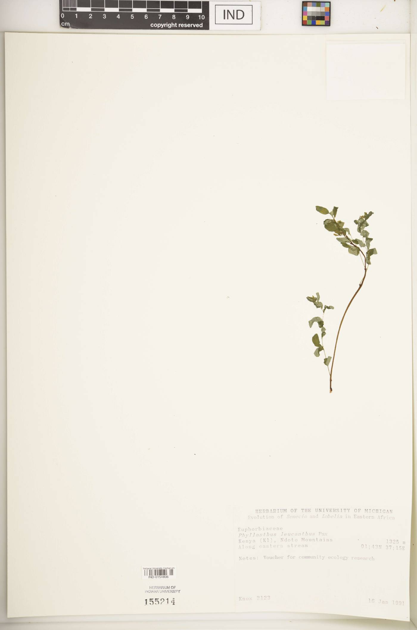 Phyllanthus leucanthus image