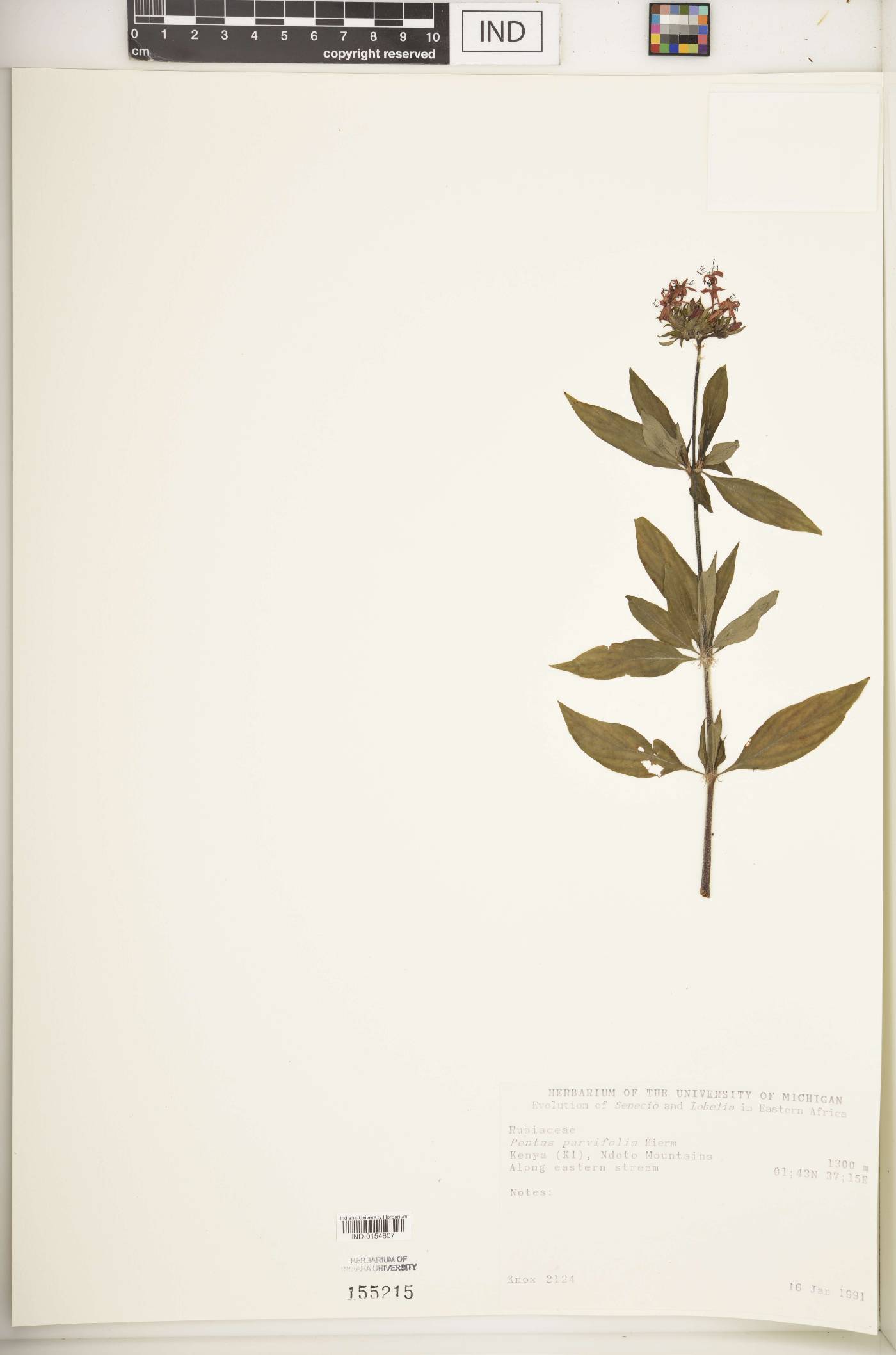 Pentas parvifolia image