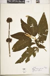 Leonotis ocymifolia image