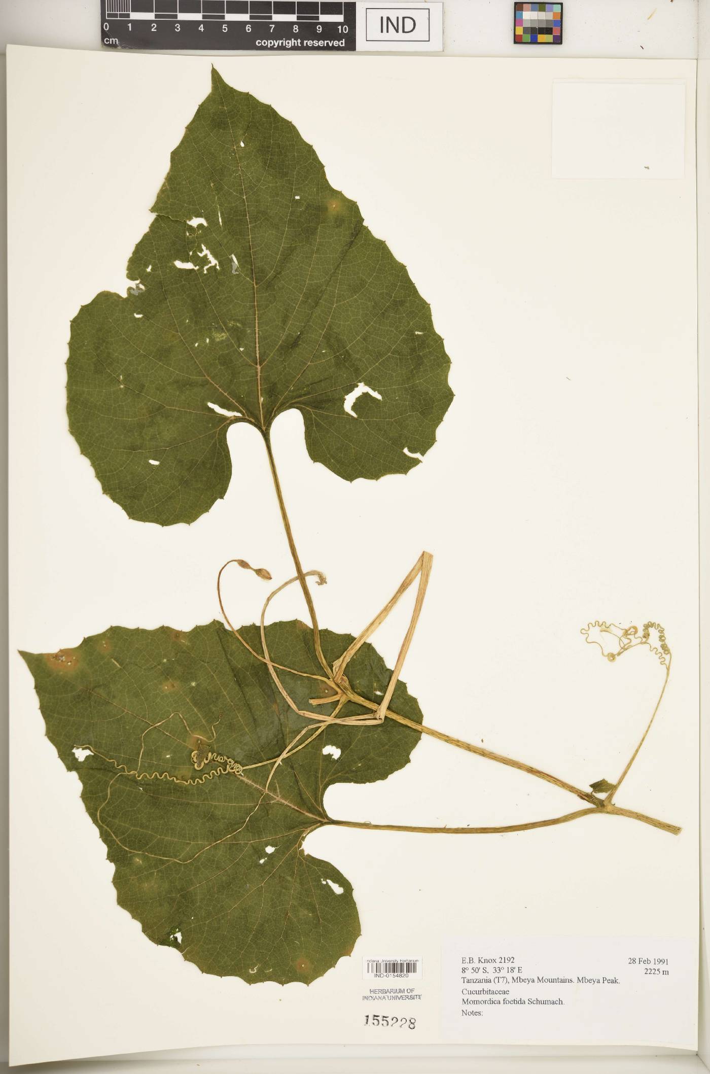 Momordica foetida image
