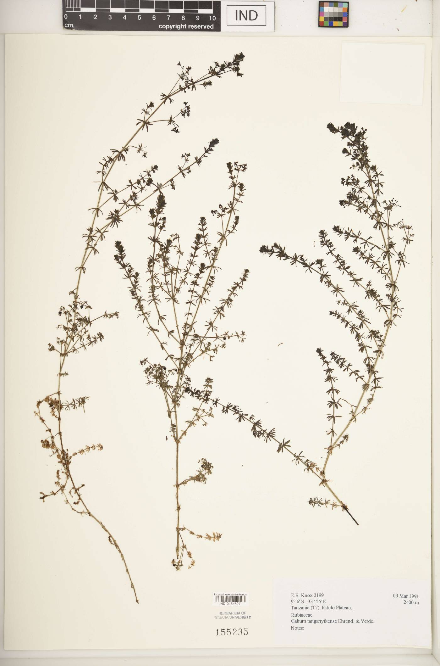 Galium tanganyikense image
