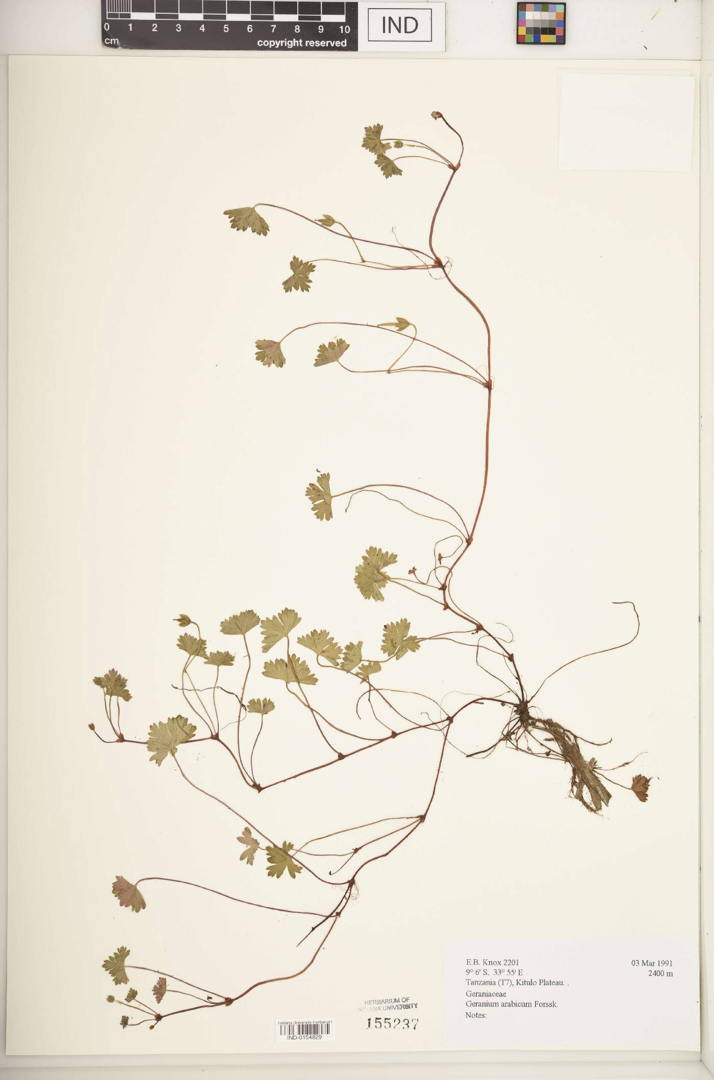 Geranium arabicum image