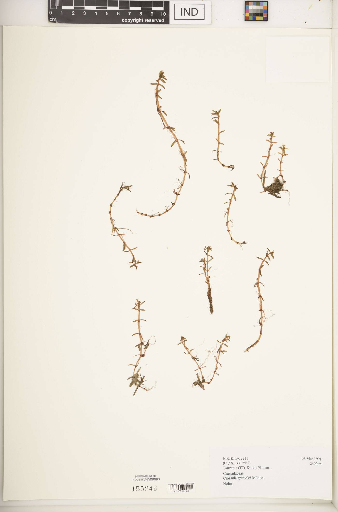 Crassula granvikii image