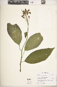 Burmeistera multiflora image