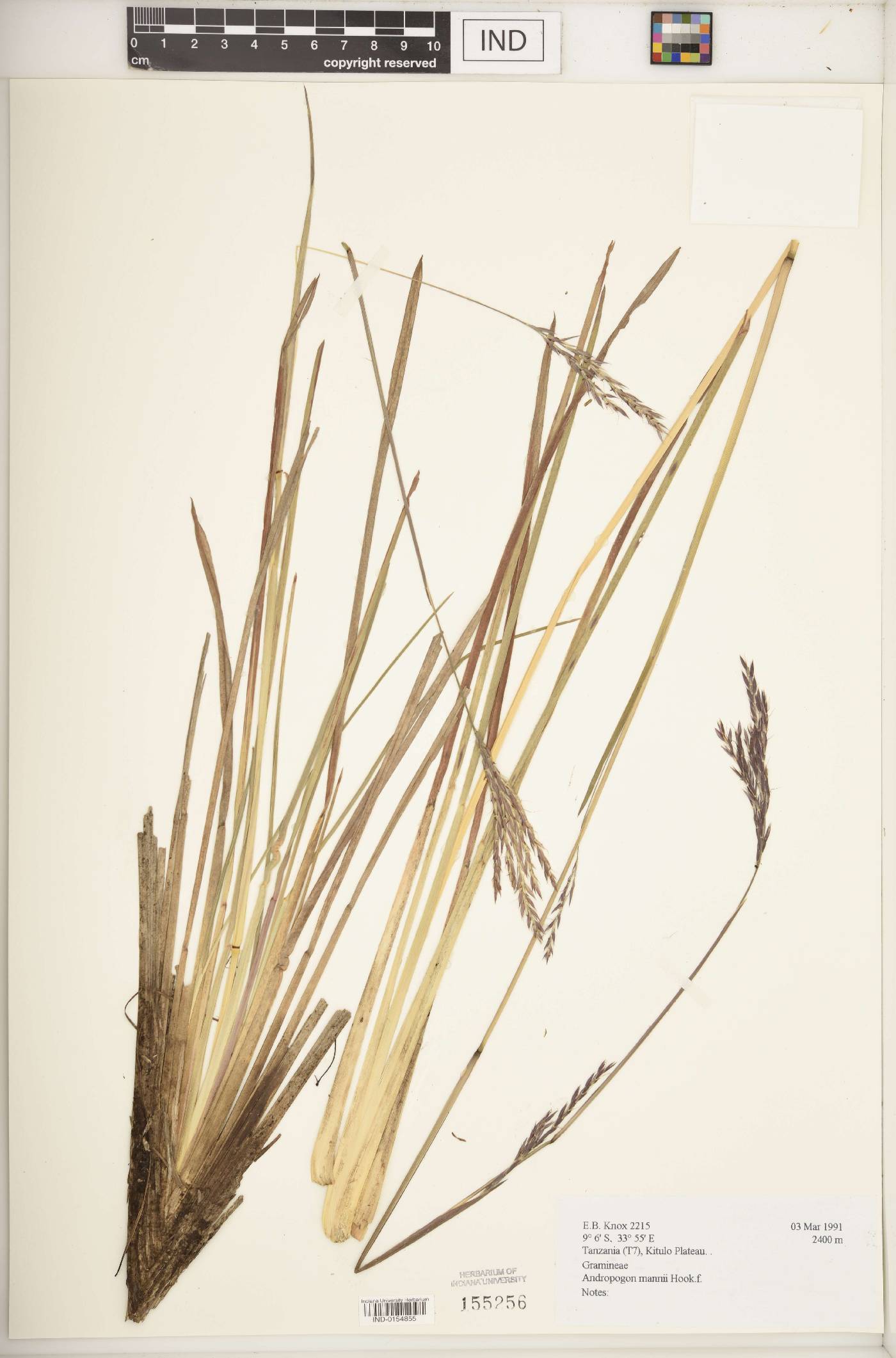 Andropogon mannii image