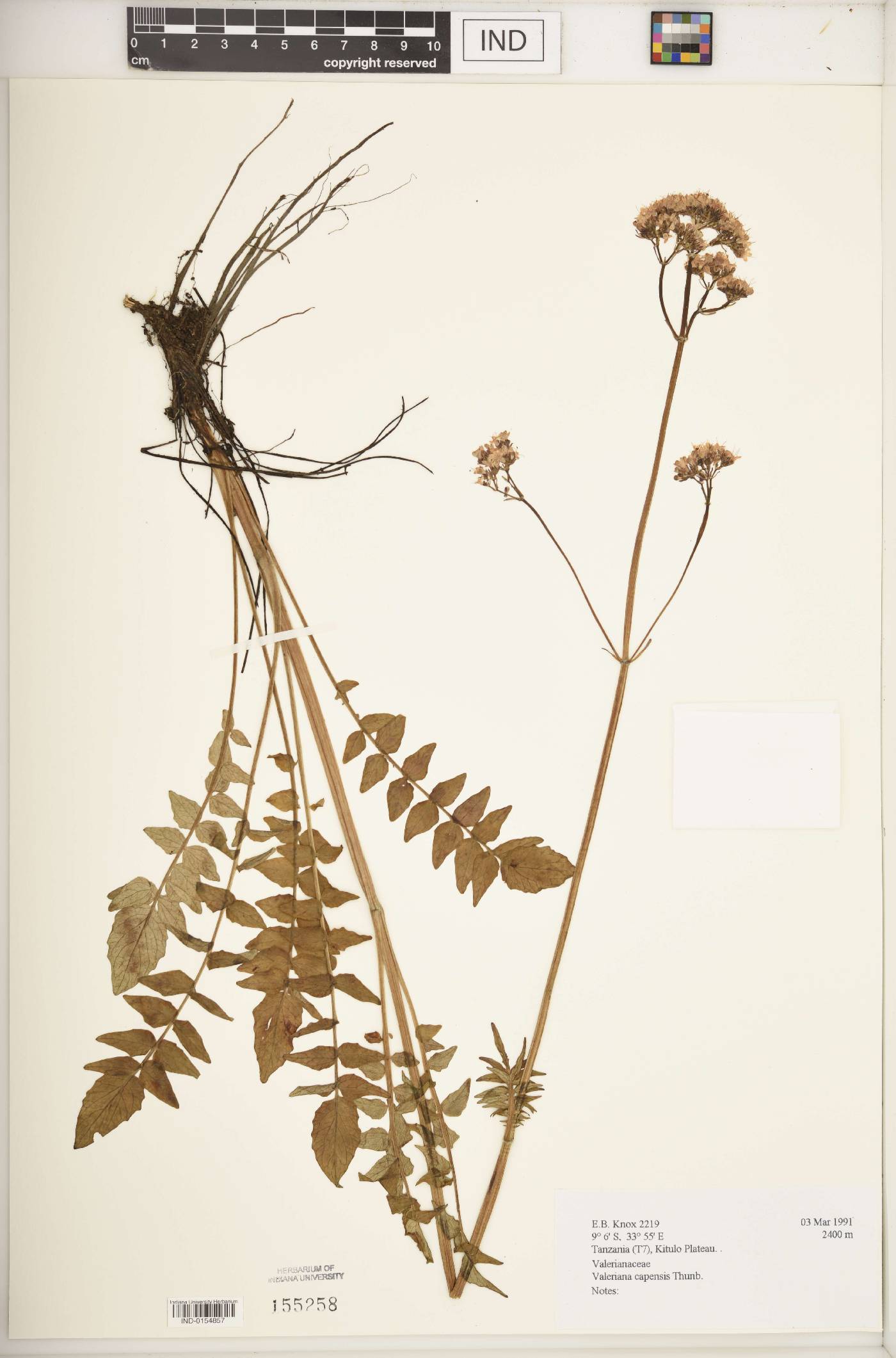 Valeriana capensis image