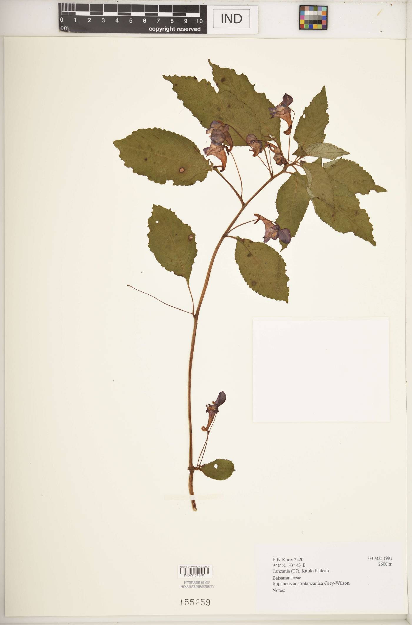 Impatiens austrotanzanica image