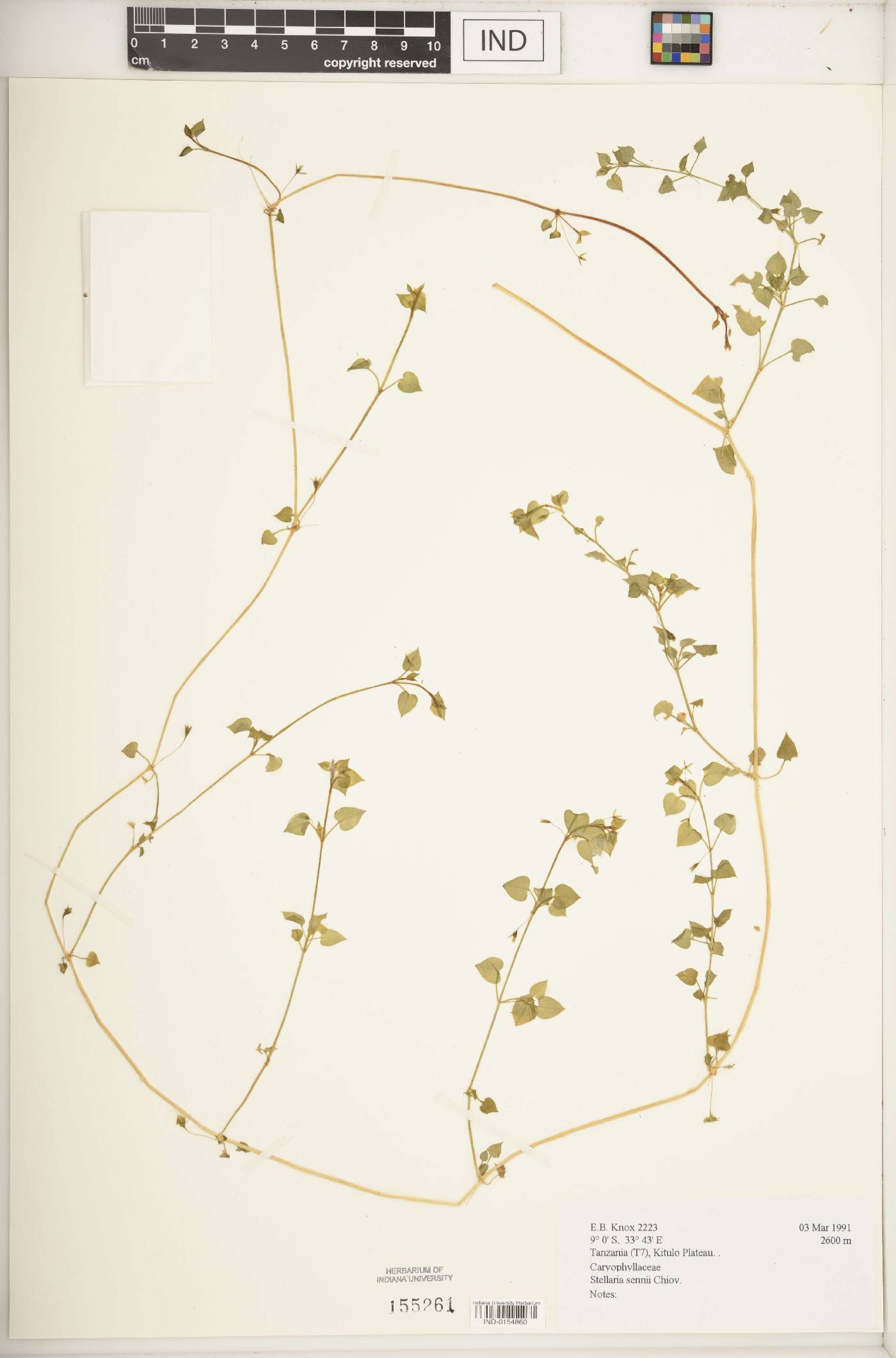 Stellaria sennii image