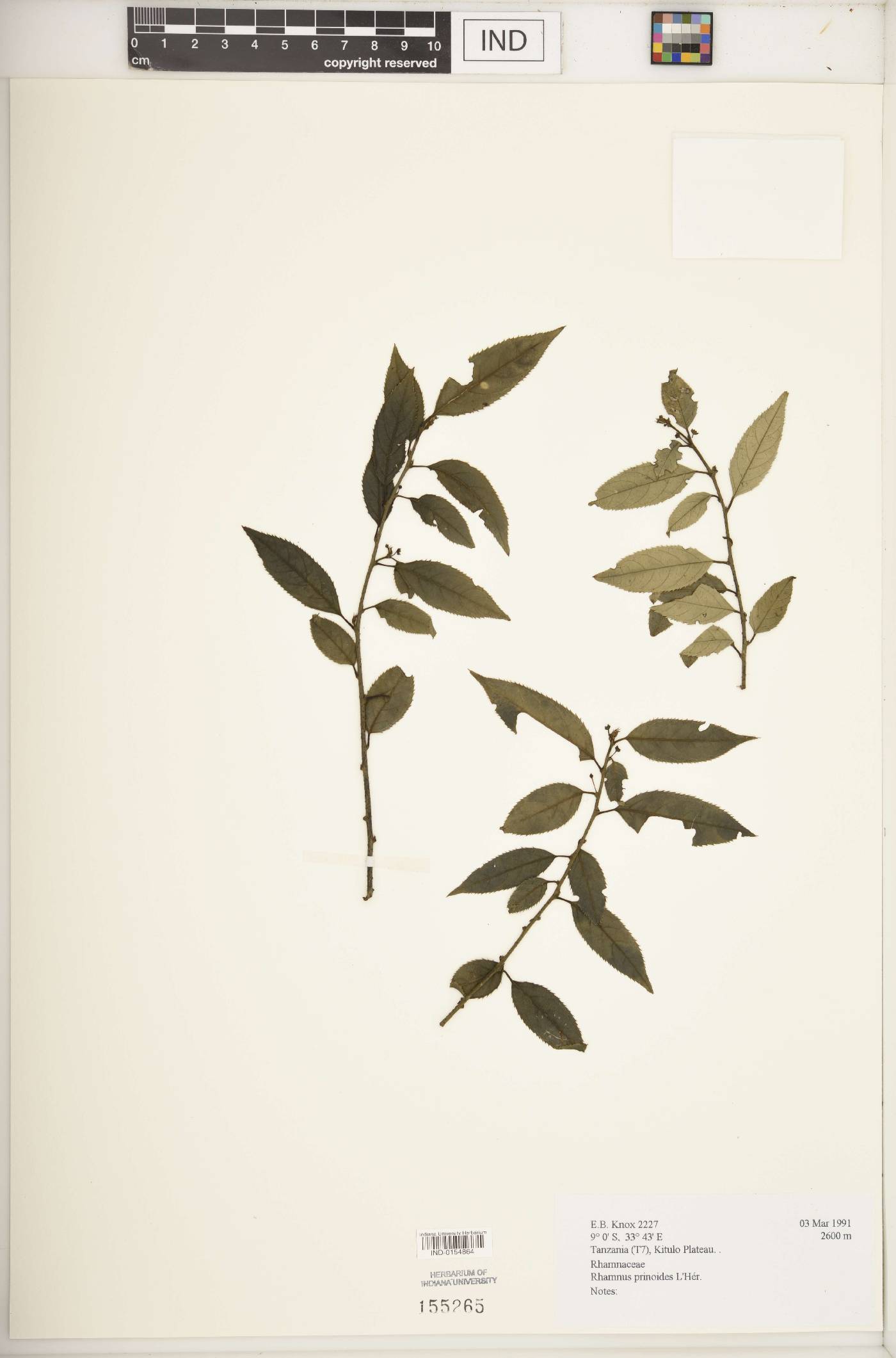 Rhamnus prinoides image