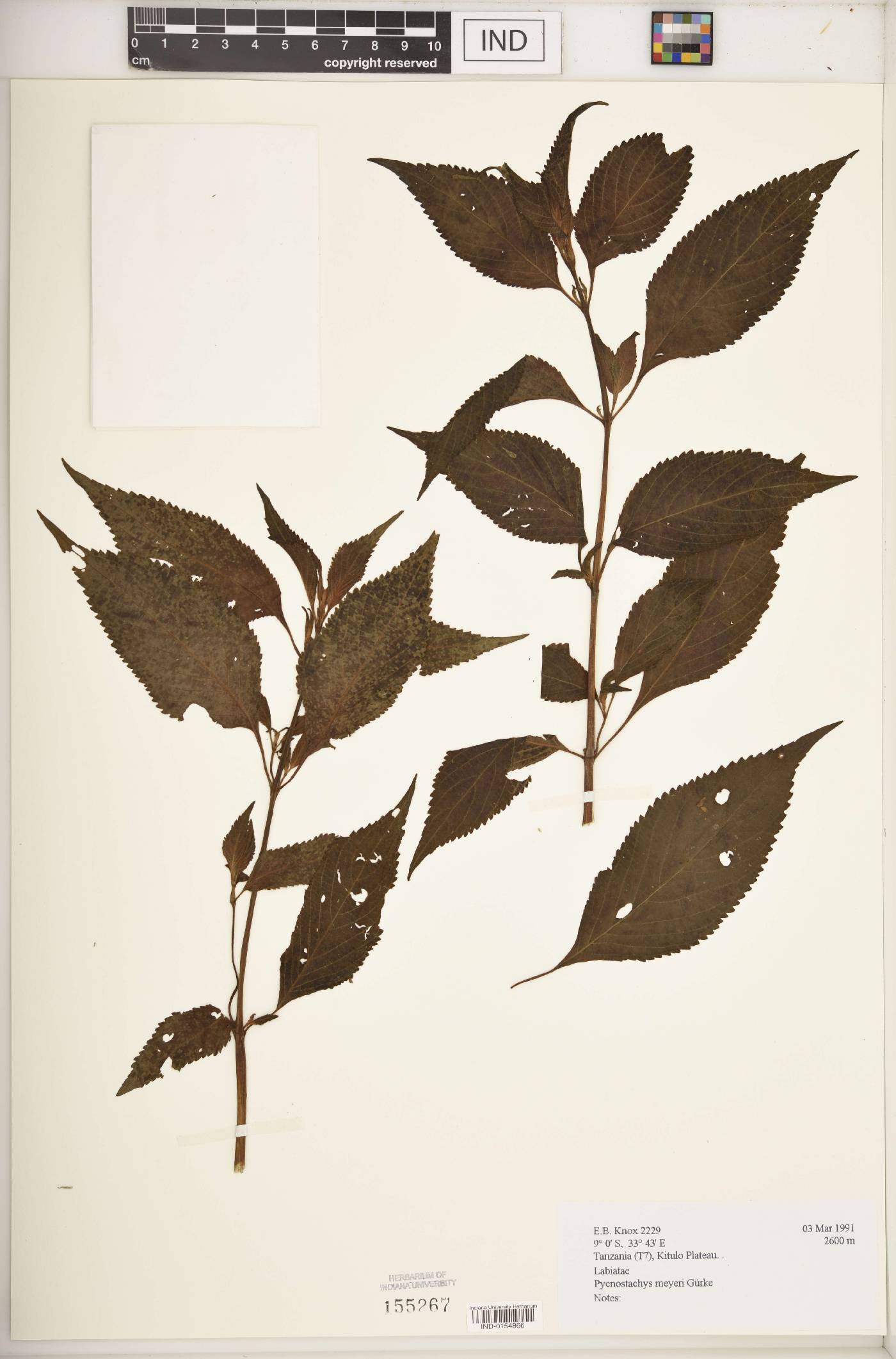 Pycnostachys meyeri image
