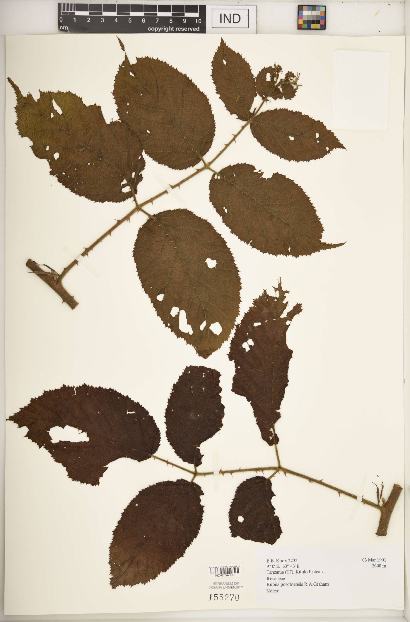 Rubus porotoensis image